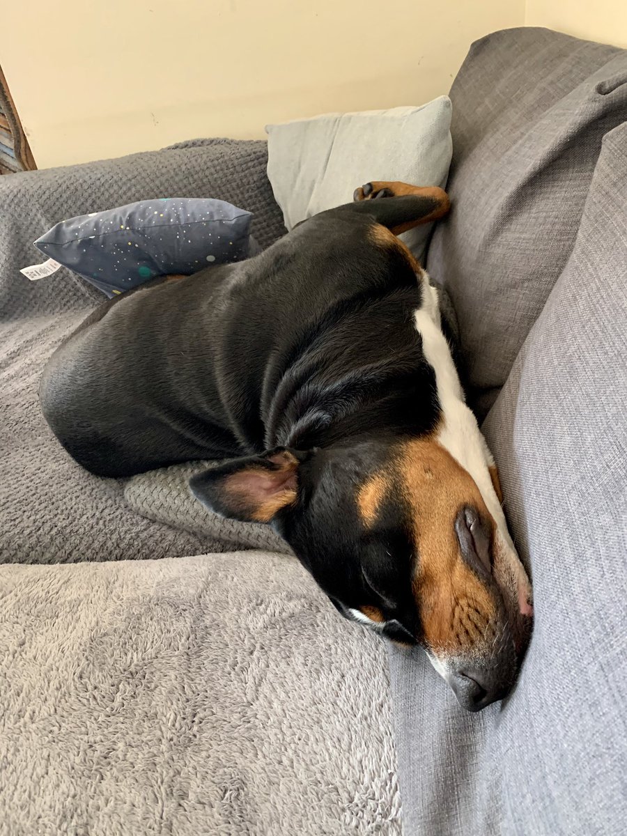 i think my dog is broken