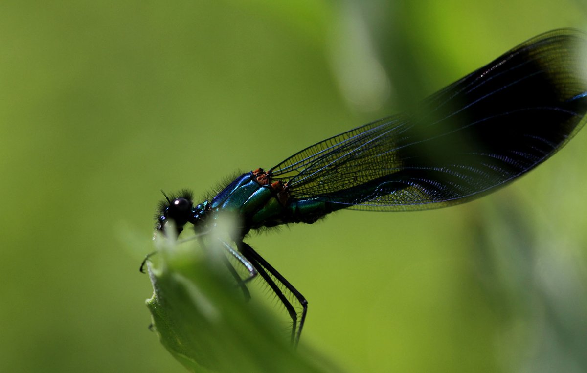 BuzzbeeNature's tweet photo. Beautiful Demoiselle Damselfly - Really have attracted great species to the Nature Garden in the heart of the city. #demoiselle #damselfly #nature #naturegarden #naturegroup #insects #wildlfowers #wild #education #learning #children #Norwich #Norfolk #NR1 #wildlife #habitat https://t.co/TI1N9zml7F