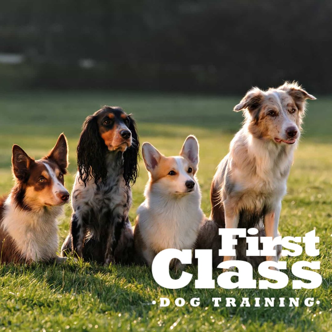 First Class Canine First Class Dog Training (@firstclassdogs) / Posts / X