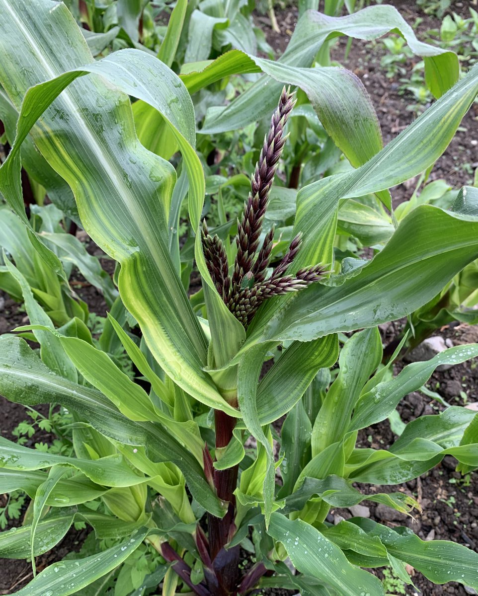 Growth at this time of the year is different gravy👌🏻 Pumpkins 🎃 starting to put in a shift and mini corn starting to tassel🌽🌽🌽