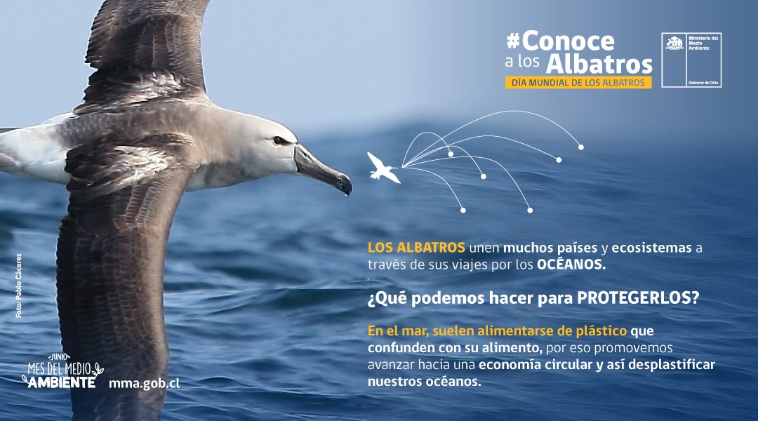 En #DíaMundialDeLosAlbatros, buscamos avanzar en más estrategias de conservación para estas aves migratorias, amenazadas por distintas causas 👇🏼