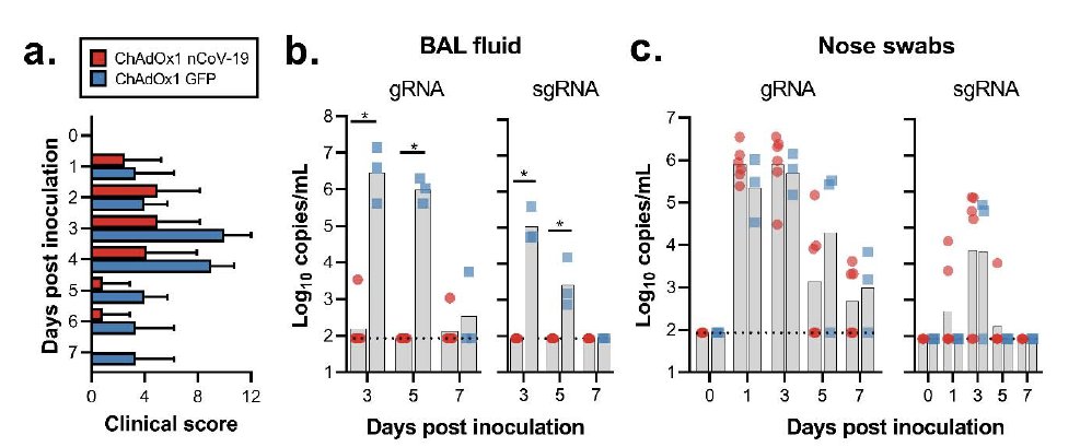 and have much less virus RNA in their lungs (from  https://www.biorxiv.org/content/10.1101/2020.05.13.093195v1.full.pdf) -- concern originated with Bill Haseltine  https://www.forbes.com/sites/williamhaseltine/2020/05/16/did-the-oxford-covid-vaccine-work-in-monkeys-not-really/#59d33e623c71