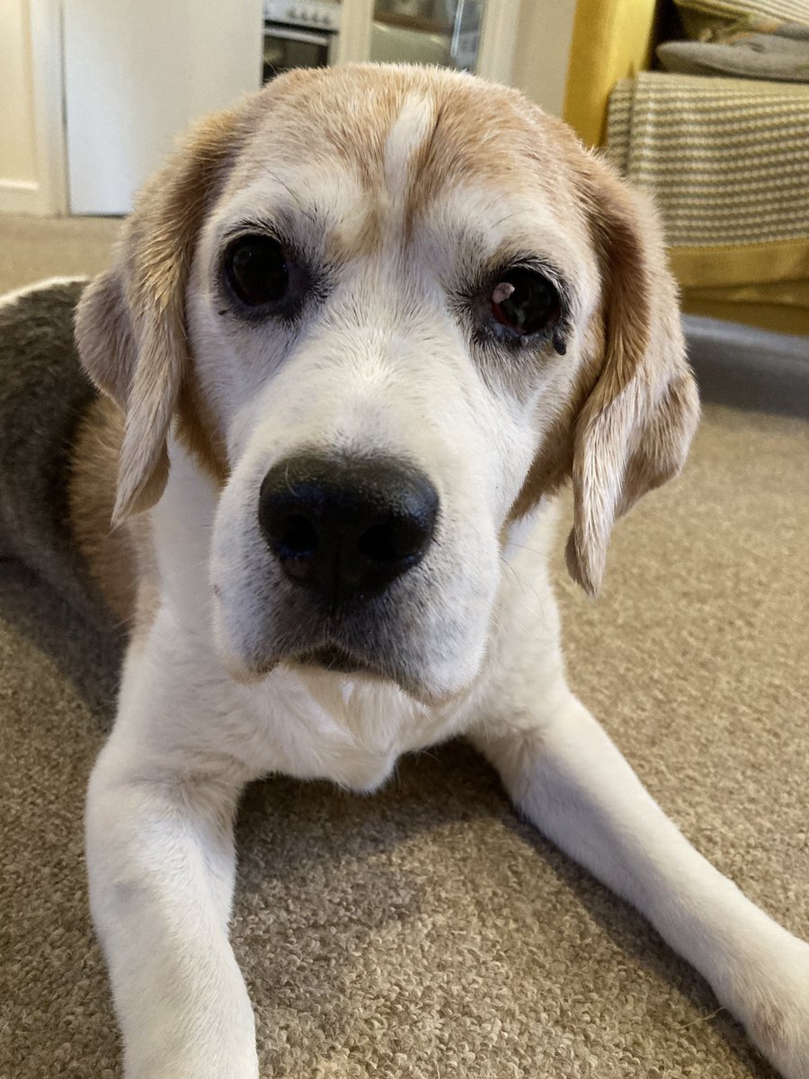 Post-bath time fluffiness! My shampoo is coconut flavoured - Daddy says I smell like Mali-B!