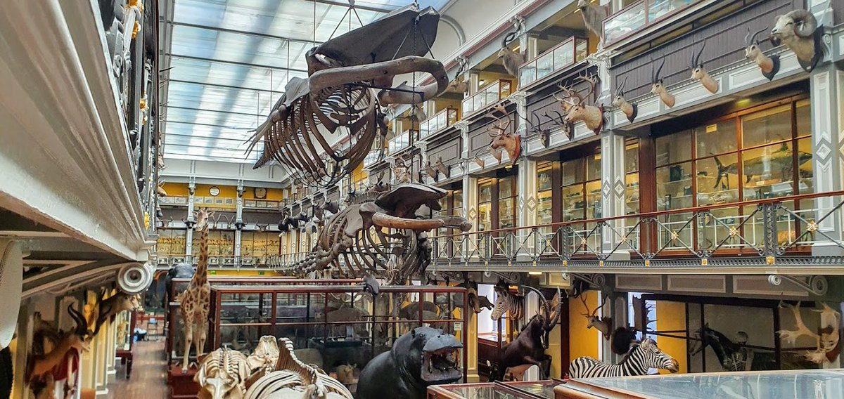 atlasobscura's tweet photo. Old buildings need maintenance and repair and @DublinDeadZoo is no exception. At the moment we’re planning to take down our large whales that have been on display for over 100 years so the roof can be replaced. It promises to be a whale of a task. #WonderFromHome https://t.co/gxar3KjSHJ