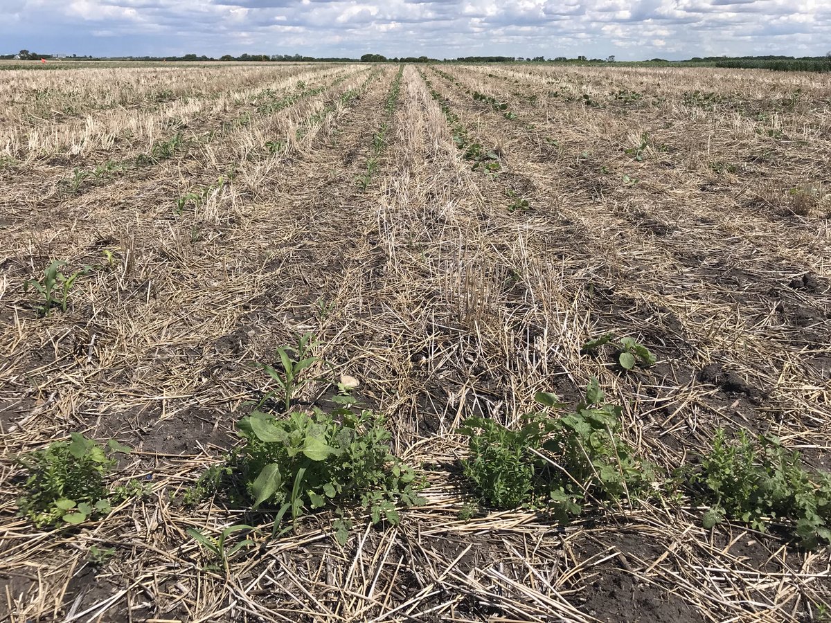 scottchalmers15's tweet photo. @SE_ResearchFarm we did jump off the cliff with corn and pumpkins this year. #plantedgreen into fall rye, intercropped corn inside to keep coons out. @CropCentres pollinator strip for bees flax phacelia, sunflowers, buckwheat https://t.co/UNwjh5G73S