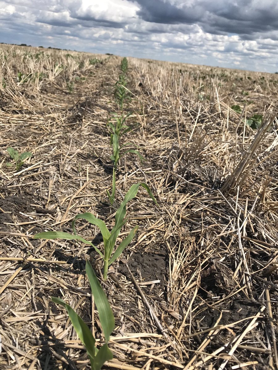 scottchalmers15's tweet photo. @SE_ResearchFarm we did jump off the cliff with corn and pumpkins this year. #plantedgreen into fall rye, intercropped corn inside to keep coons out. @CropCentres pollinator strip for bees flax phacelia, sunflowers, buckwheat https://t.co/UNwjh5G73S