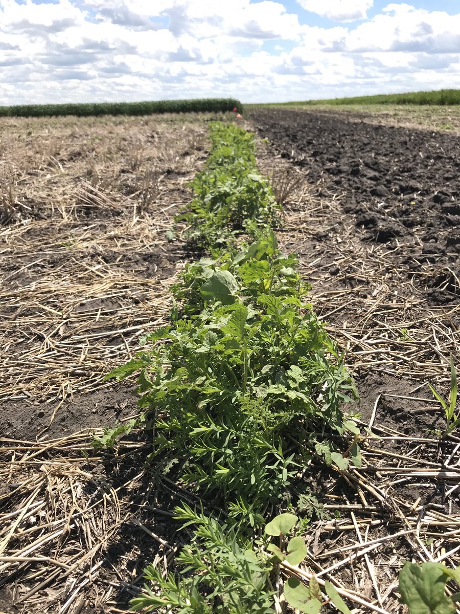 scottchalmers15's tweet photo. @SE_ResearchFarm we did jump off the cliff with corn and pumpkins this year. #plantedgreen into fall rye, intercropped corn inside to keep coons out. @CropCentres pollinator strip for bees flax phacelia, sunflowers, buckwheat https://t.co/UNwjh5G73S