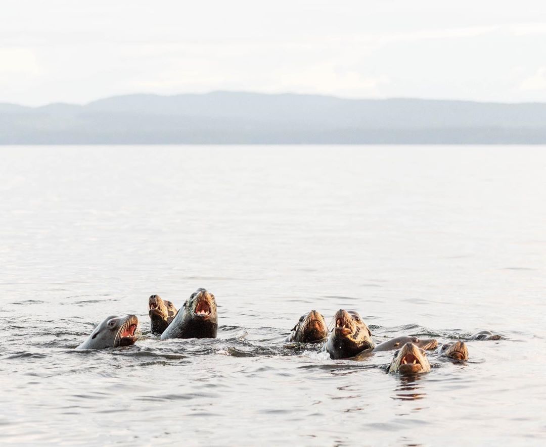 BCWildlife's tweet photo. OH MY GOSH! It is the WEEKEND! Congratulations to this week's #BCWFPhotoContest winner via Instagram @tyler_mckenzie for this great image of some very excited sea lions! We hope everyone has a great weekend. Tag us in your photos for a chance to be featured! https://t.co/2KzJxcuqgV