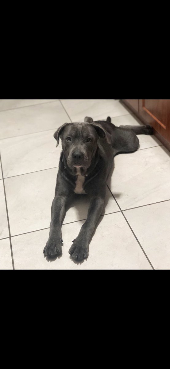 gusguerra19's tweet photo. STUs favorite dogger. Love my boy! Can’t wait to catch him in the schools new commercial! 💙 #justSTUit https://t.co/nBwINMnINA