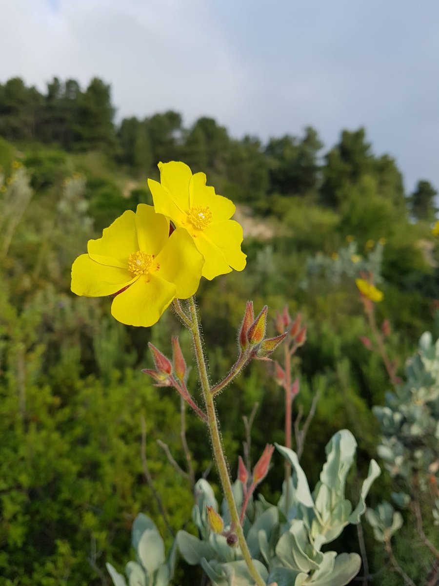 botcove's tweet photo. Halimium atriplicifolium #Villena #PlantsAgainstCovid19 #BotaniCan #paseosconperros #paseosconniños https://t.co/3jwjx35c70