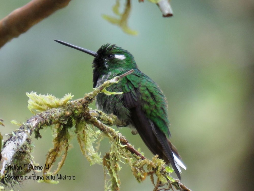 orniverse's tweet photo. The municipality of #Mistrató in the western Colombian #Andes is little explored by #birders, but has a lot to offer!

Like Purple-bibbed #Whitetip, Scaled #Fruiteater, Club-winged #Manakin and Lanceolated Monklet (📸 Cristian Bueno Mejia)

More info here: https://t.co/XO4PHrDU5j https://t.co/7rtkzmx5iK