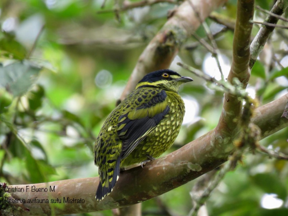 orniverse's tweet photo. The municipality of #Mistrató in the western Colombian #Andes is little explored by #birders, but has a lot to offer!

Like Purple-bibbed #Whitetip, Scaled #Fruiteater, Club-winged #Manakin and Lanceolated Monklet (📸 Cristian Bueno Mejia)

More info here: https://t.co/XO4PHrDU5j https://t.co/7rtkzmx5iK