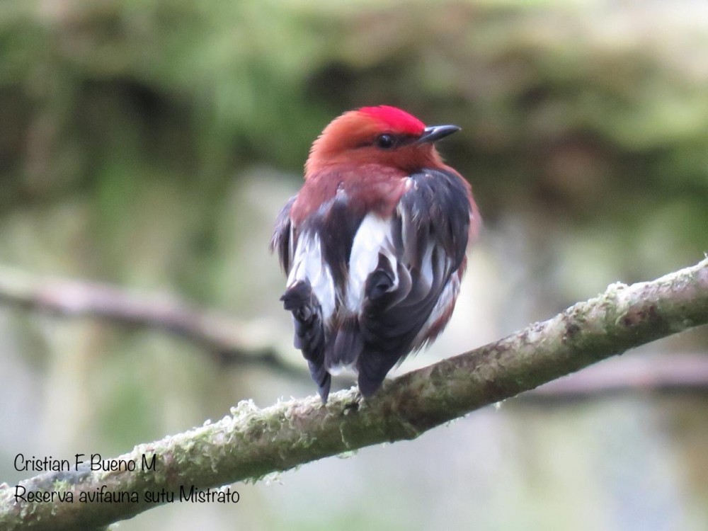 orniverse's tweet photo. The municipality of #Mistrató in the western Colombian #Andes is little explored by #birders, but has a lot to offer!

Like Purple-bibbed #Whitetip, Scaled #Fruiteater, Club-winged #Manakin and Lanceolated Monklet (📸 Cristian Bueno Mejia)

More info here: https://t.co/XO4PHrDU5j https://t.co/7rtkzmx5iK