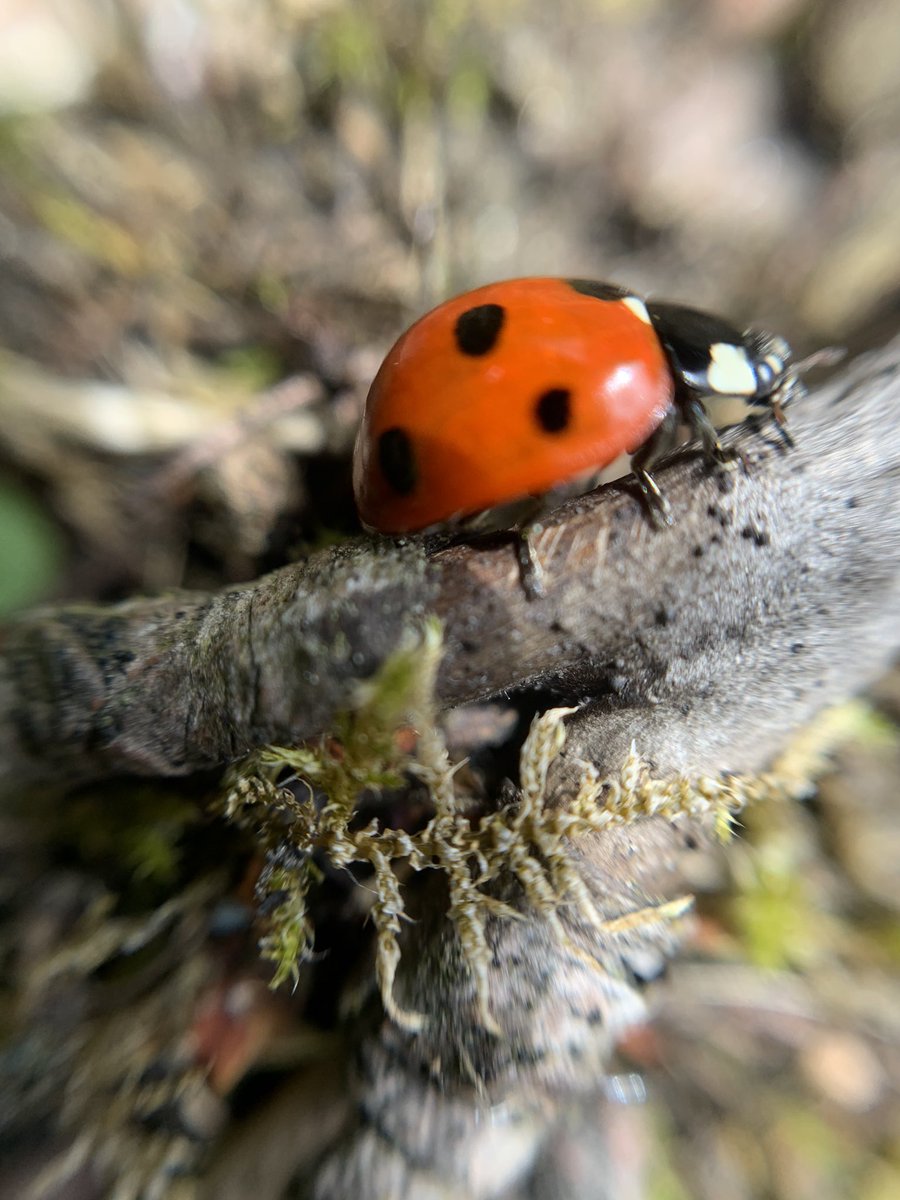 kellymatheson's tweet photo. We’ve been out hunting #ladybirds &amp; they seem to like our wee patch #nature #girlsthatdo #scotland #homeschooling #whatcanyoufind?
I won’t tell you about the one we saw squashed on the garden gate 🤦🏻‍♀️ https://t.co/msLPyHnlQe