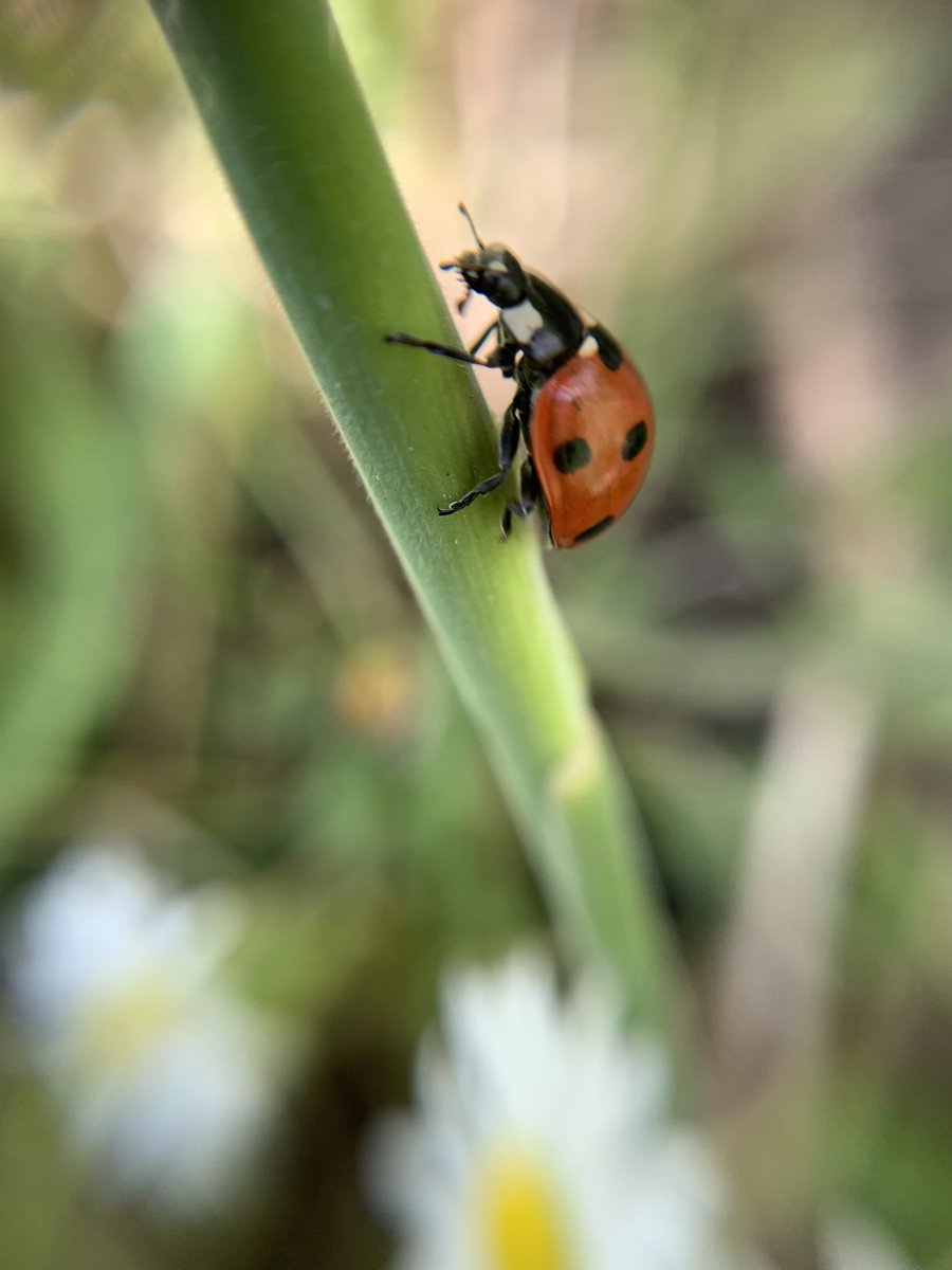 kellymatheson's tweet photo. We’ve been out hunting #ladybirds &amp; they seem to like our wee patch #nature #girlsthatdo #scotland #homeschooling #whatcanyoufind?
I won’t tell you about the one we saw squashed on the garden gate 🤦🏻‍♀️ https://t.co/msLPyHnlQe