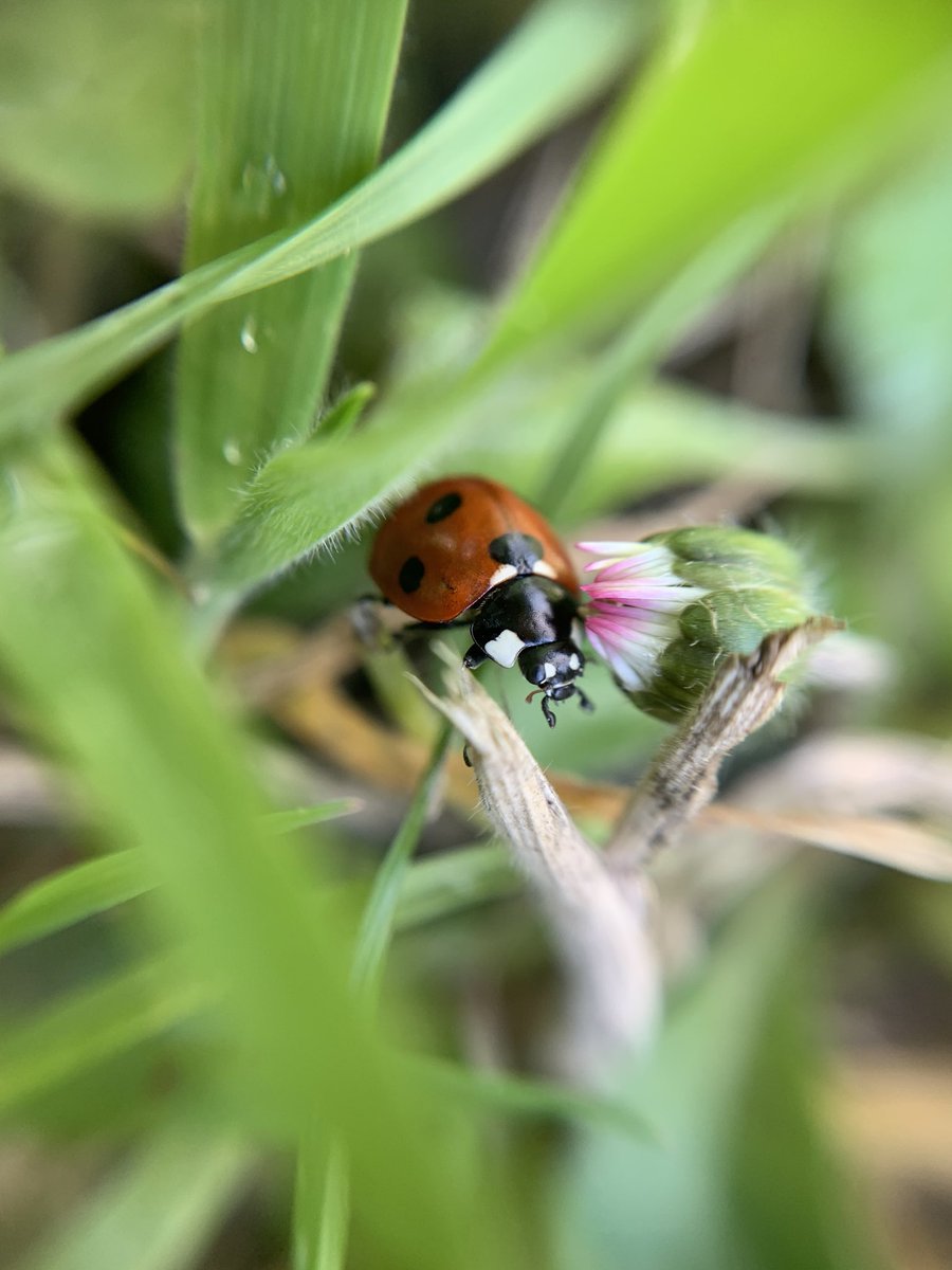 kellymatheson's tweet photo. We’ve been out hunting #ladybirds &amp; they seem to like our wee patch #nature #girlsthatdo #scotland #homeschooling #whatcanyoufind?
I won’t tell you about the one we saw squashed on the garden gate 🤦🏻‍♀️ https://t.co/msLPyHnlQe