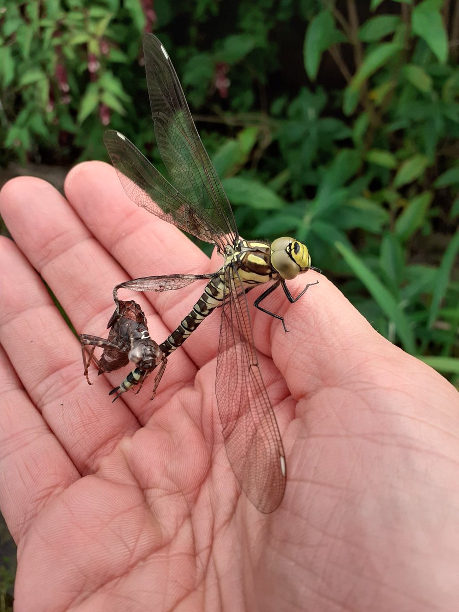 UPDATE: I checked the pond tonight. The dragonfly didnt manage to wriggle it's wing out :(