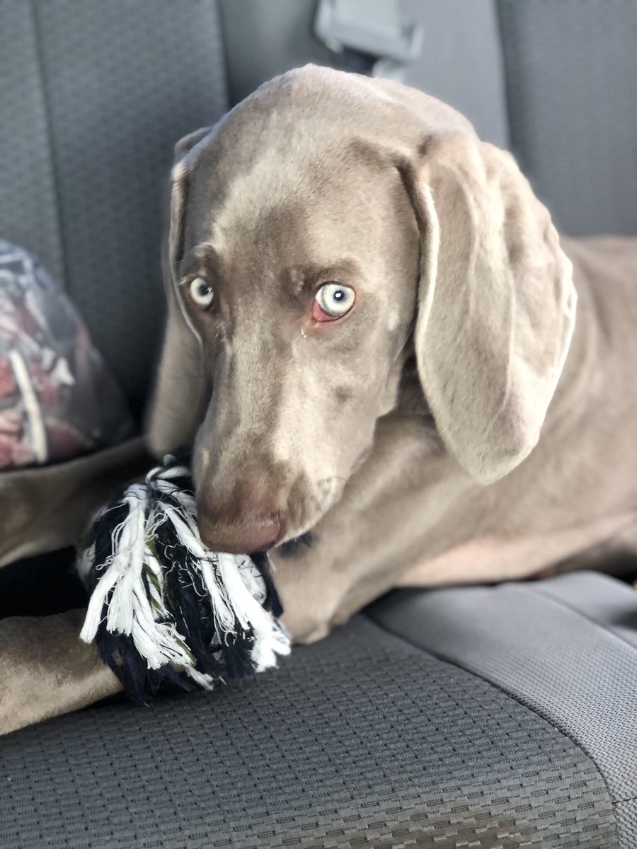 CardChick's tweet photo. The co-pilot could use a breath mint if I’m being honest. #GoGusGo https://t.co/MSHx3cbBN0