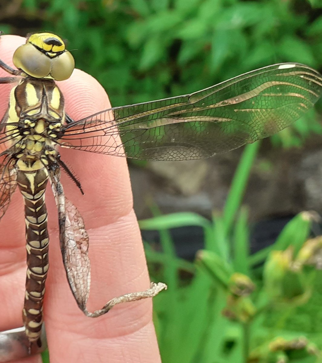 BUT, the wing is dry. My little friend usually would have them a little moist, and then they would open up as they dry in the sun.