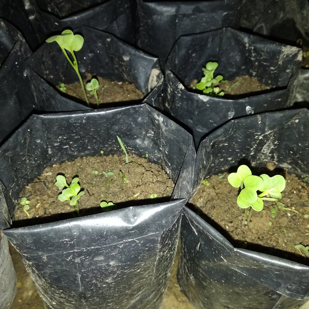 cuwinaaa's tweet image. Alhamdulillah, Pakcoy sudah tumbuh 🤗 #HariKe7