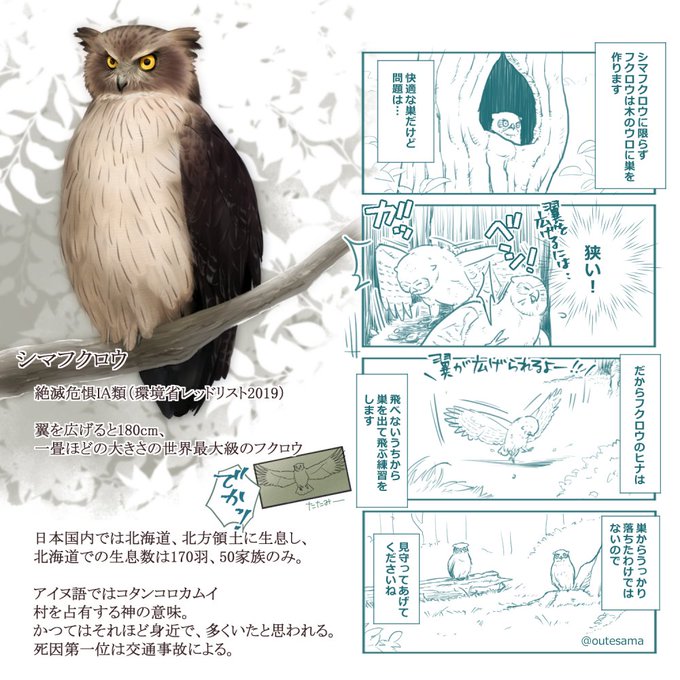 ここで改めて、以前シマフクロウで描いた4コマ上げておきます。 