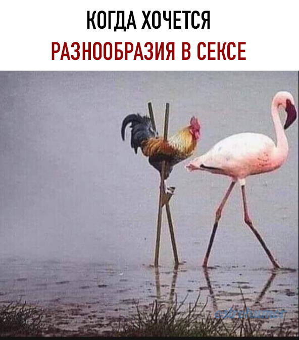 Остроумный юморок! (@borisovich_e) on Twitter photo 