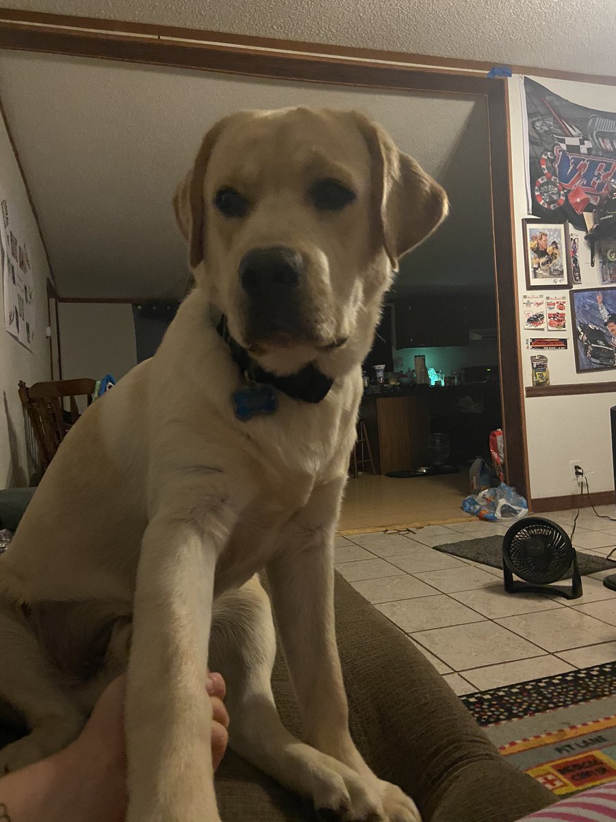 Hercules11319's tweet photo. Goob evening furriends! Sorry we aren’t very active right now. With everything going on we try to just focus on each other!!! https://t.co/qmhmq6DsAB