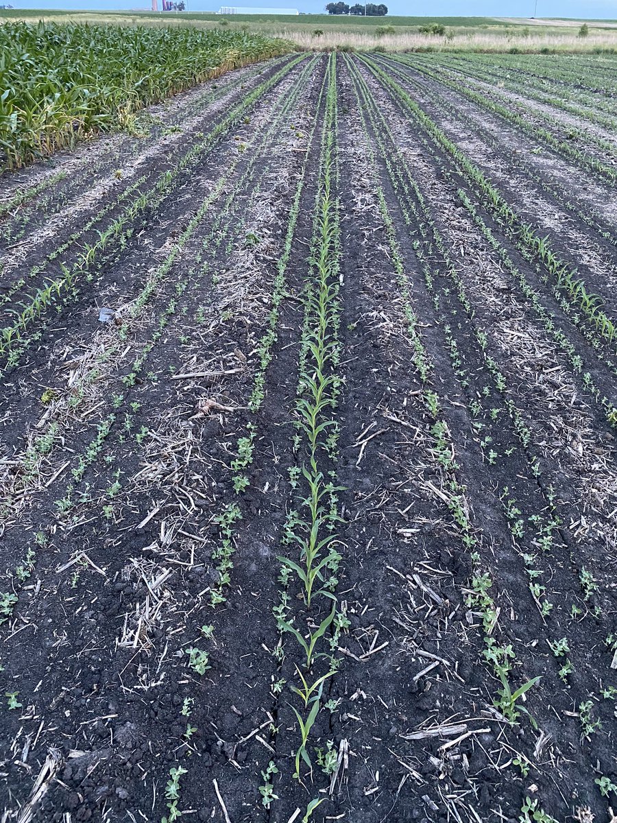 farmerdoug93's tweet photo. Sorry I’m late for the #60InchCorn party🏃Here are some photos of my #BTN plot. Kind of like mixed vegetables Corn and Peas. Maybe we will discover something 🐝🦵🤔 https://t.co/9zqloR6Lt0