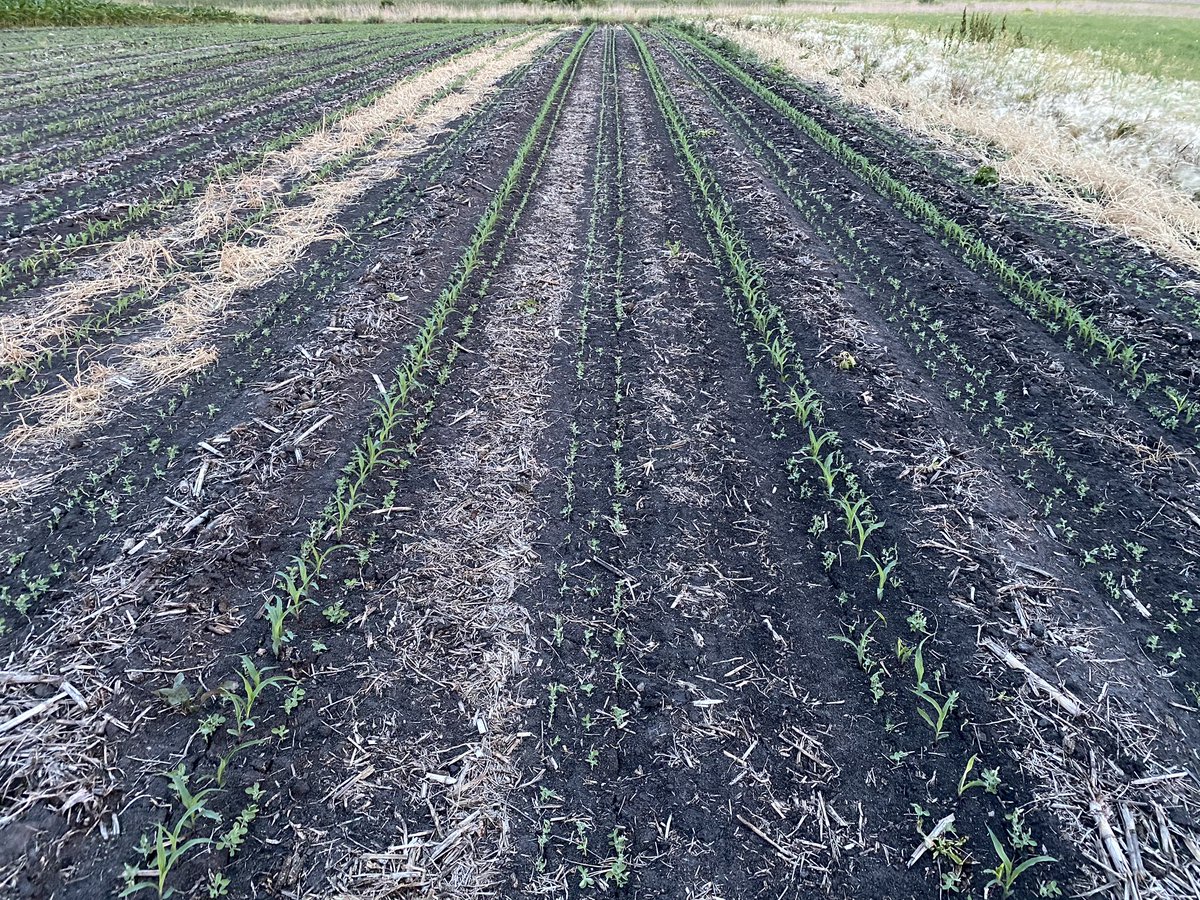 farmerdoug93's tweet photo. Sorry I’m late for the #60InchCorn party🏃Here are some photos of my #BTN plot. Kind of like mixed vegetables Corn and Peas. Maybe we will discover something 🐝🦵🤔 https://t.co/9zqloR6Lt0