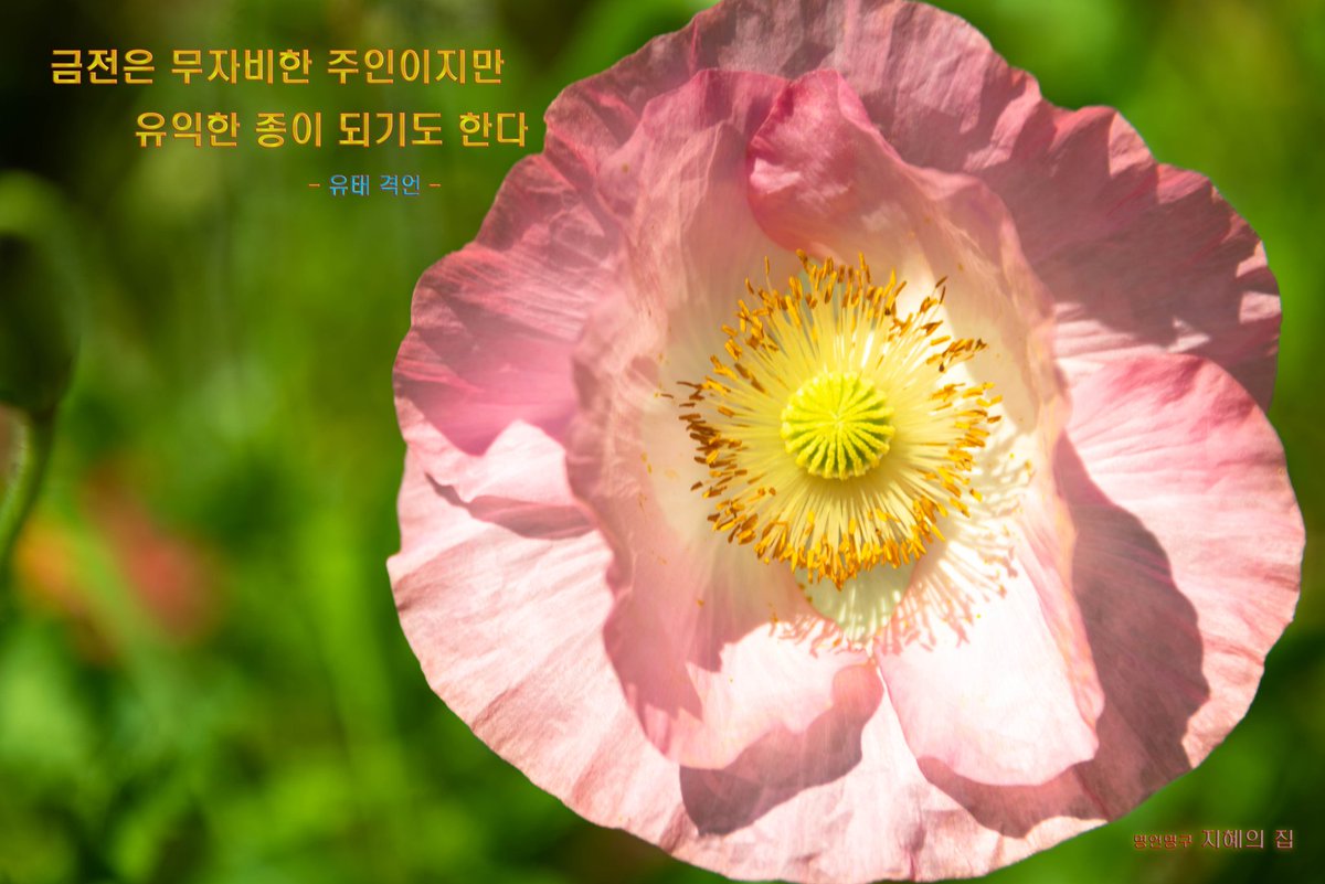 yscha58 tweet picture