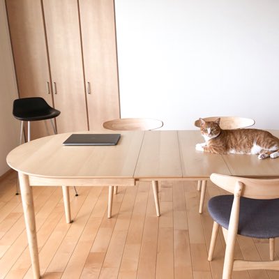 acafellc's tweet photo. プロフィール画像変えました✨

テーブルを拭いたそばから乗るねこさん泣
 #新しいプロフィール画像 https://t.co/PtpNEqeZCJ