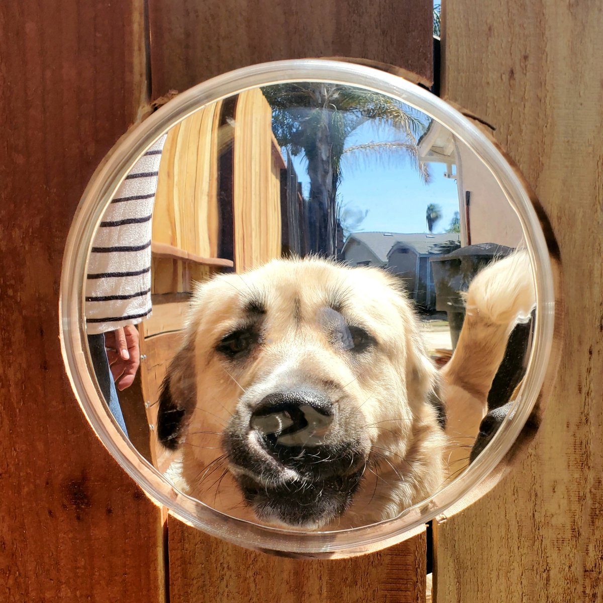 GouldEric's tweet photo. New doggie bubble in the gate, @darth! https://t.co/CEuQ8A56i7