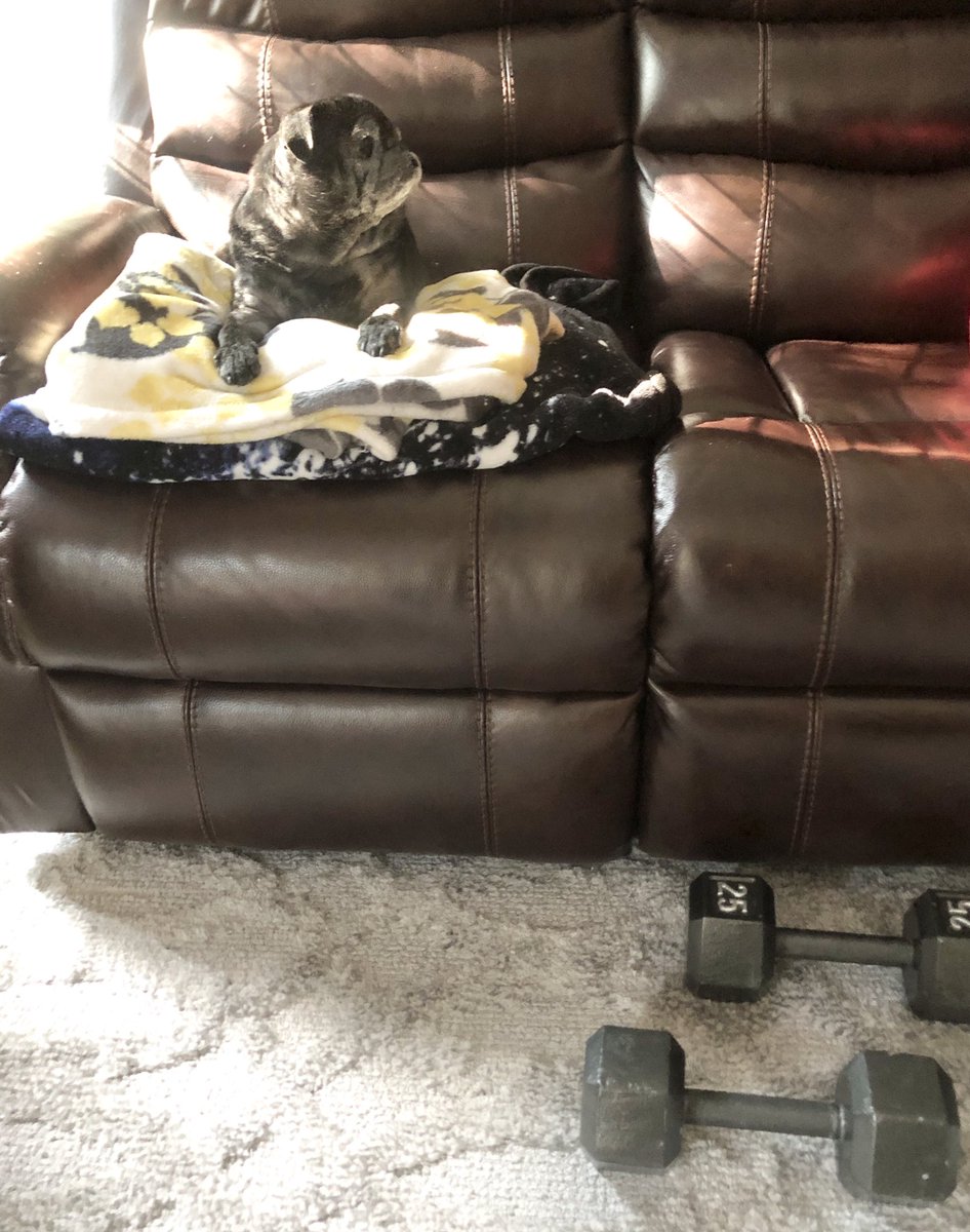 BellaPug21's tweet photo. Getting ready to watch my humans workout 💪🏾💪🏻 #puglife #teambeachbody #liift4 #pug https://t.co/ZmZHOTgToa