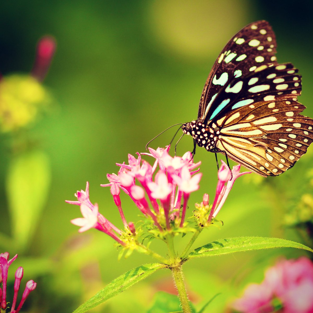 ThePeacePlace1's tweet photo. Enjoy some classical music and beautiful butterflies🦋 to help you relax and be mindful. #peaceful #music #mindfulness #relaxation #calm https://t.co/PIubS8T756 https://t.co/Aqdu5k1hw5