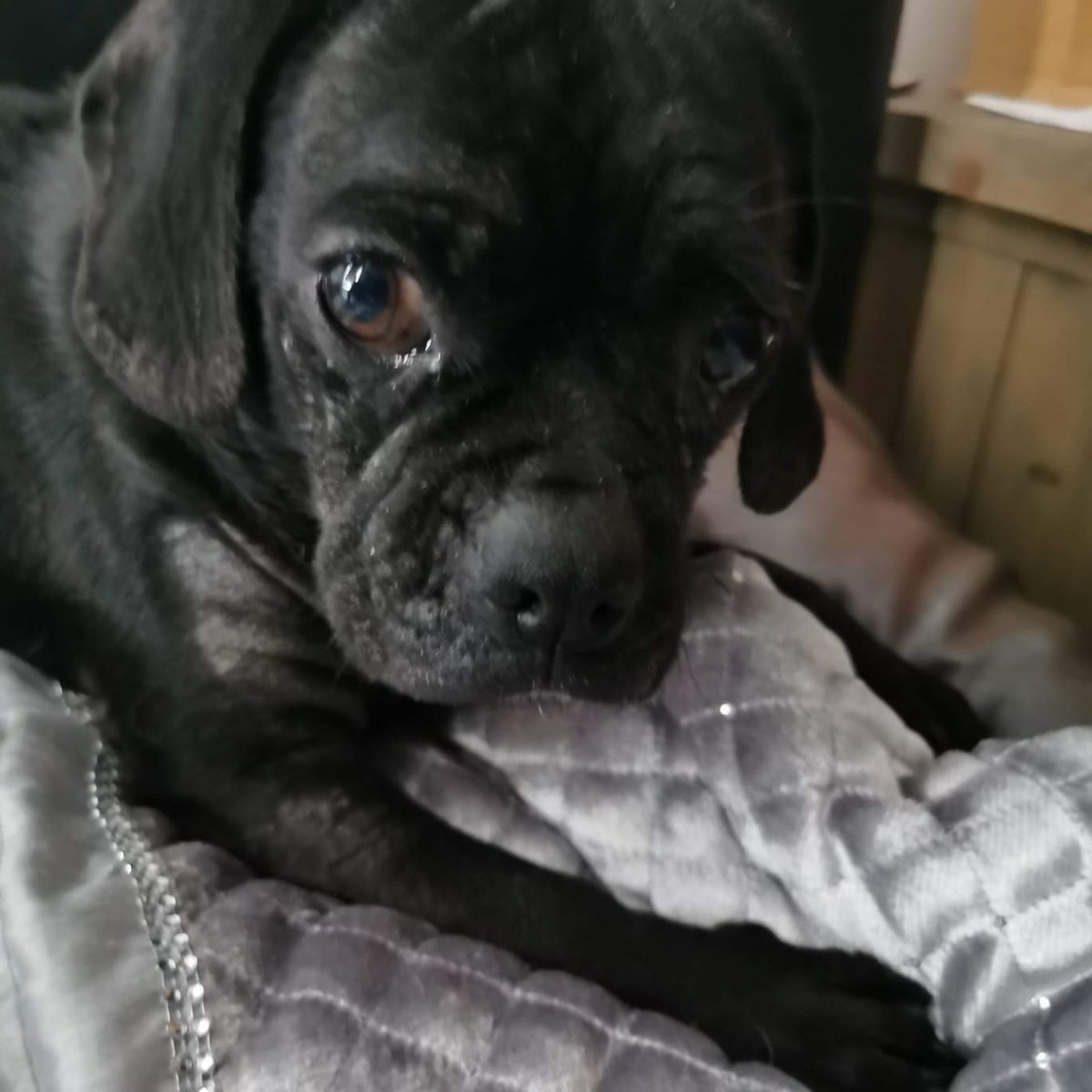 SaveSedr's tweet photo. Dolly Bird is starting to come out of her shell. From growly &amp; terrified to 'me and my shadow' in less than 48 hours. We've got you now, sweetheart ❤️ #adoptdontshop #rescueismyfavouritebreed #puggle #rescuedogs #dogsoftwitter #FridayMotivation https://t.co/iSpXHSXiJO