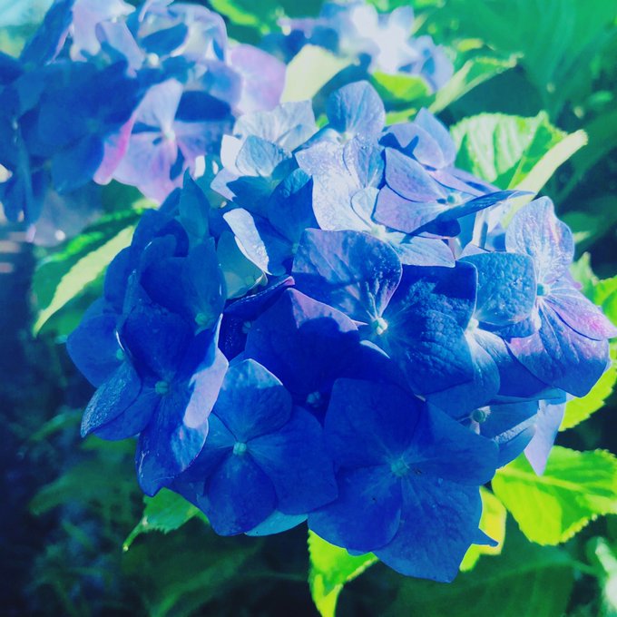 おはようございます?
雨上がりの朝って眩しい…人間にも日光が必要なんだと強く感じますね〜 