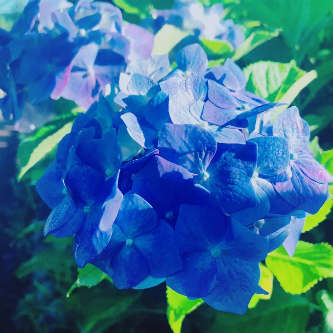 おはようございます?
雨上がりの朝って眩しい…人間にも日光が必要なんだと強く感じますね〜 