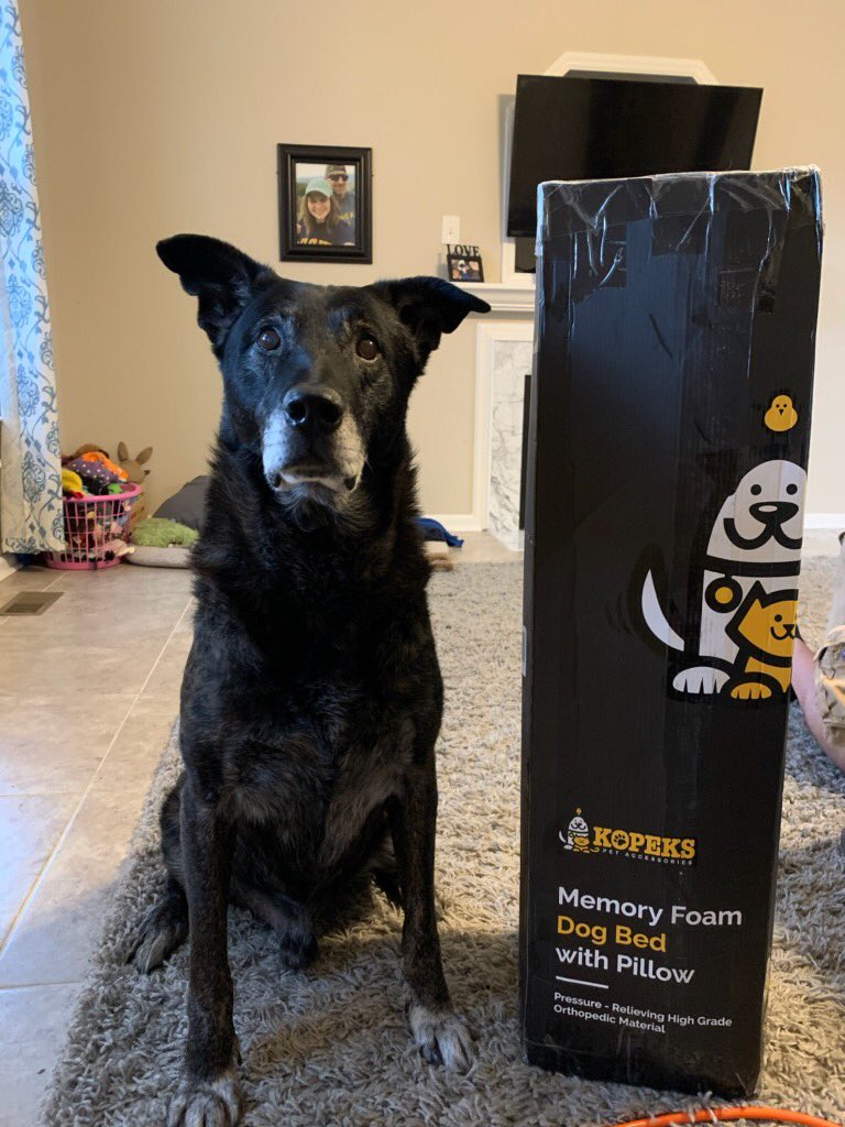 JPWardo75's tweet photo. Thank you k9s of valor!!!!! From Retired K9 Narco and his parents!!! @k9sofvalor @TaylorFerrand @narcothedutchie @JPWardo75 #retiredK9 #BacktheBlue #BlueLivesMatter https://t.co/koUMOroZTn
