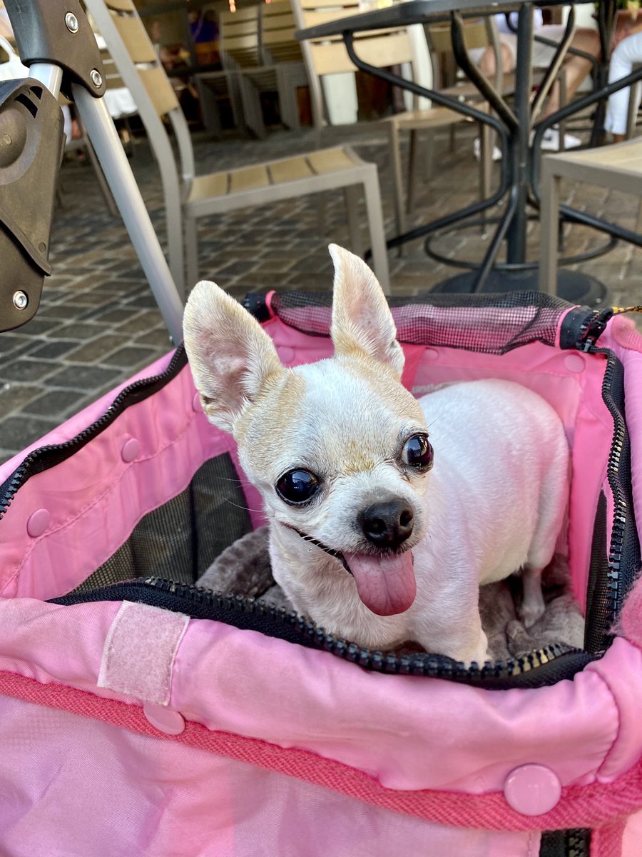 gailadixon's tweet photo. Izzy’s enjoying date night with us 😊 #DiningWithDogs #LosReyes https://t.co/GirGvOskwY