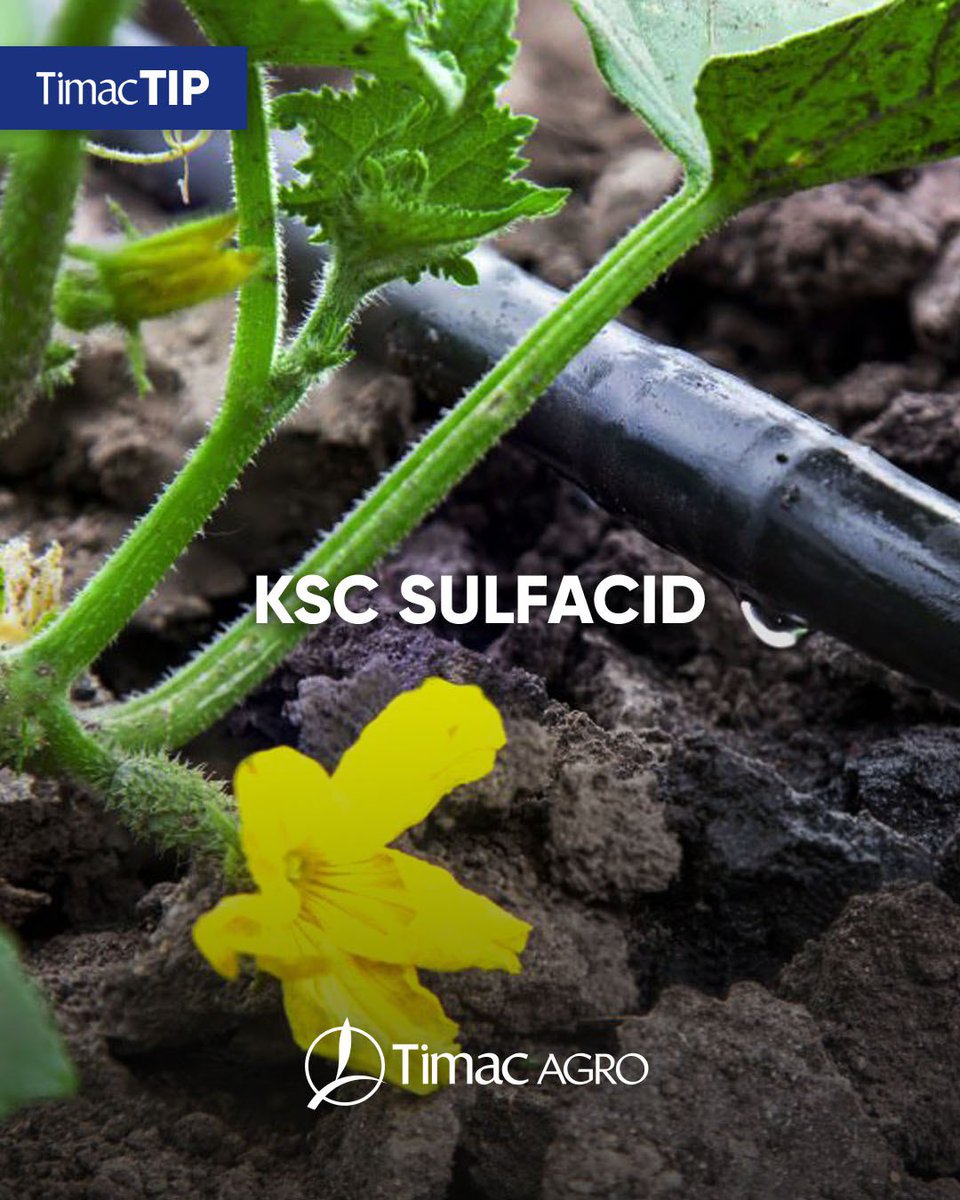 KSC SULFACID es una solución ácida fertilizante y bioestimulante para uso en fertirrigación; con acción descompactante y estructurante de suelos.