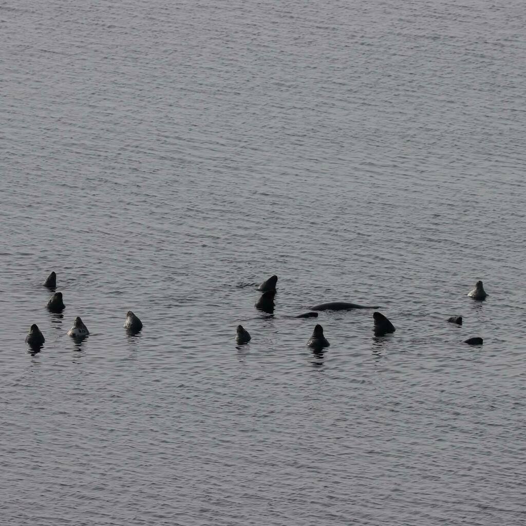 Those aren’t birds! They are Gray Seals resting in classic “bottling” style. A typical summer high tide scene off the bluff at @manometcenter. #marinemammals #grayseal #manometspring2020 instagr.am/p/CBojxo3gVyF/