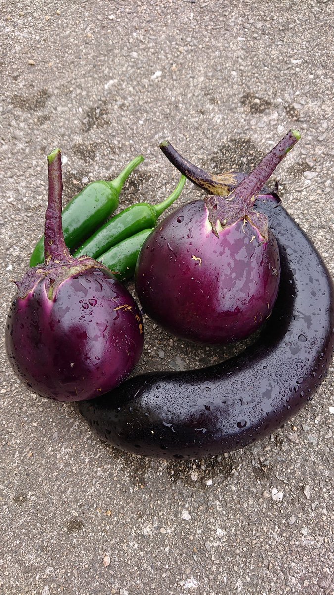 加茂茄子 Twitter Search