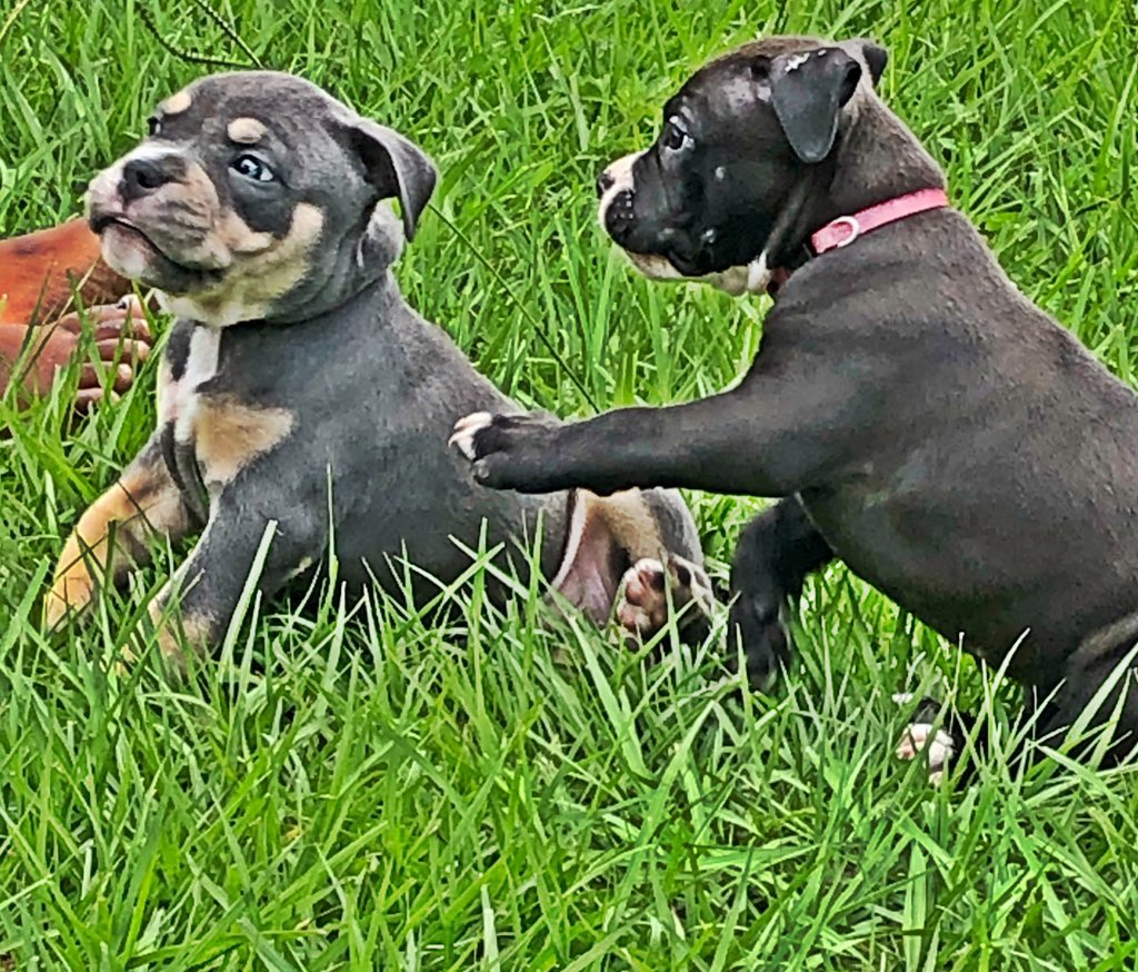 Burna_2smooth's tweet photo. I got 2 puppies left pm for prices these babies gone produce nothing but 🌈’s #ukcregistered #bullybreed #americanbully #puppiesofinstagram #puppylove @trickerybullygang https://t.co/v9zPYrM6iz