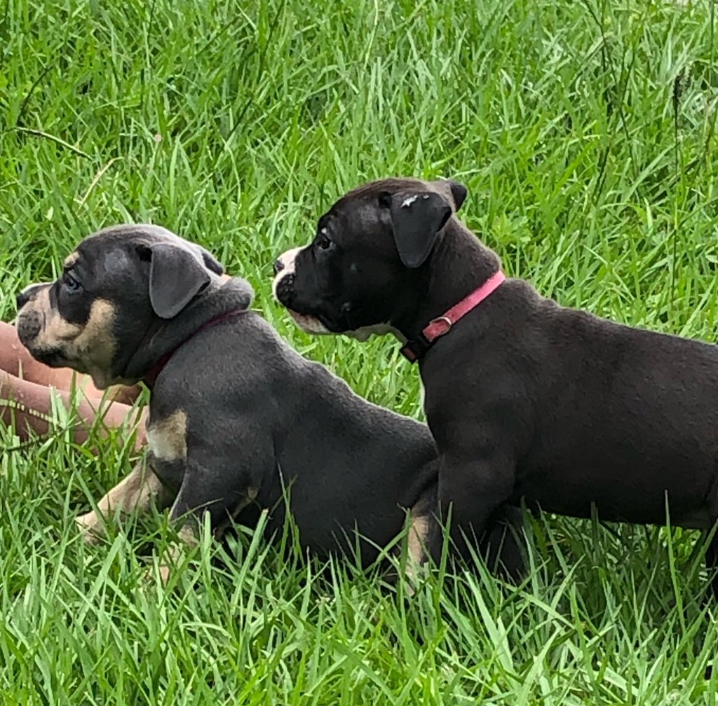 Burna_2smooth's tweet photo. I got 2 puppies left pm for prices these babies gone produce nothing but 🌈’s #ukcregistered #bullybreed #americanbully #puppiesofinstagram #puppylove @trickerybullygang https://t.co/v9zPYrM6iz