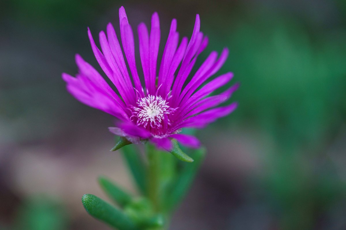 耐寒マツバギク