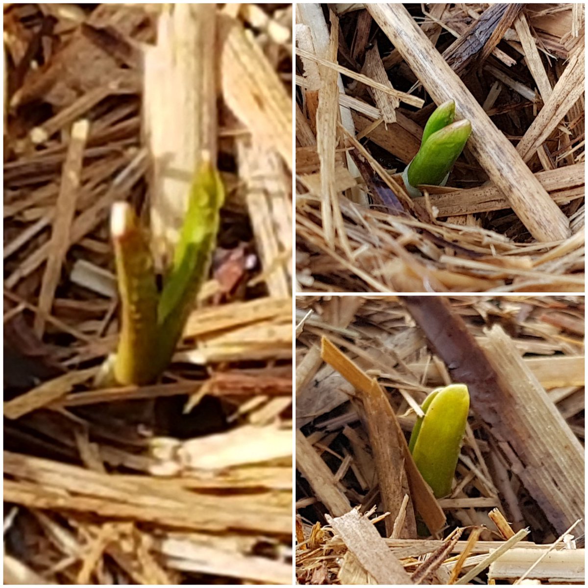 weezmgk's tweet photo. And we're off! #garlic2020 sprouts in 6 days. https://t.co/Tn36saPpOB