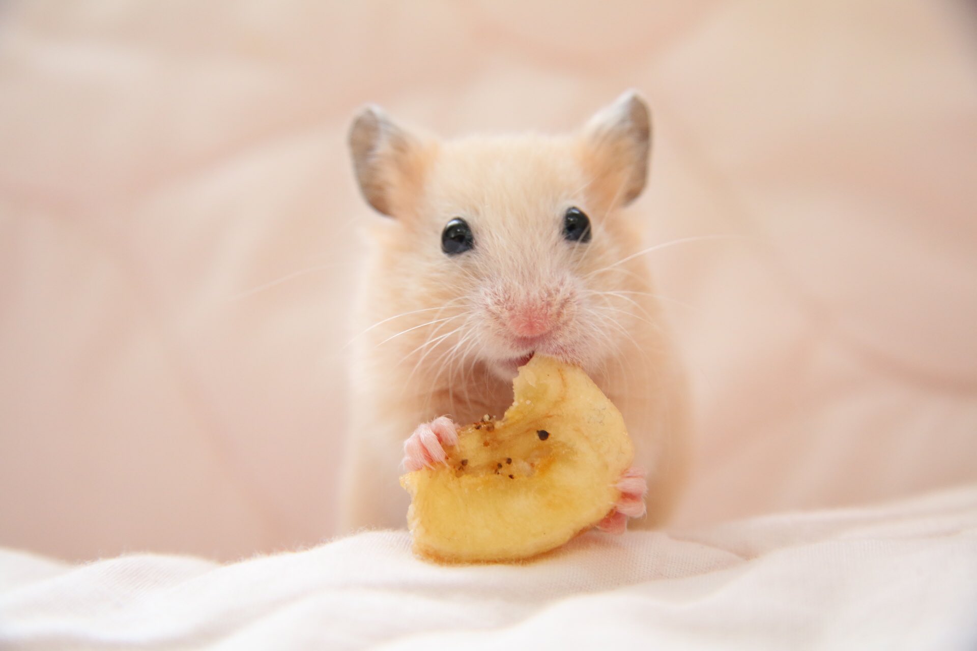 平 ハムスター 在 Twitter 上 キンクマの赤ちゃんは可愛いぞ T Co 5lhva27xx6 Twitter