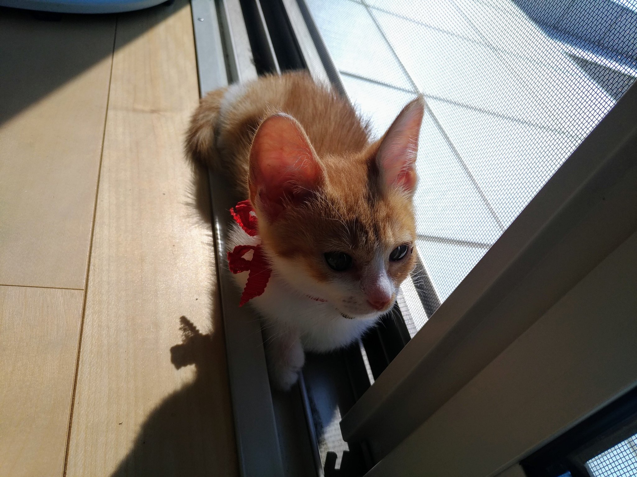 ミントの部屋 Twitter Search Twitter