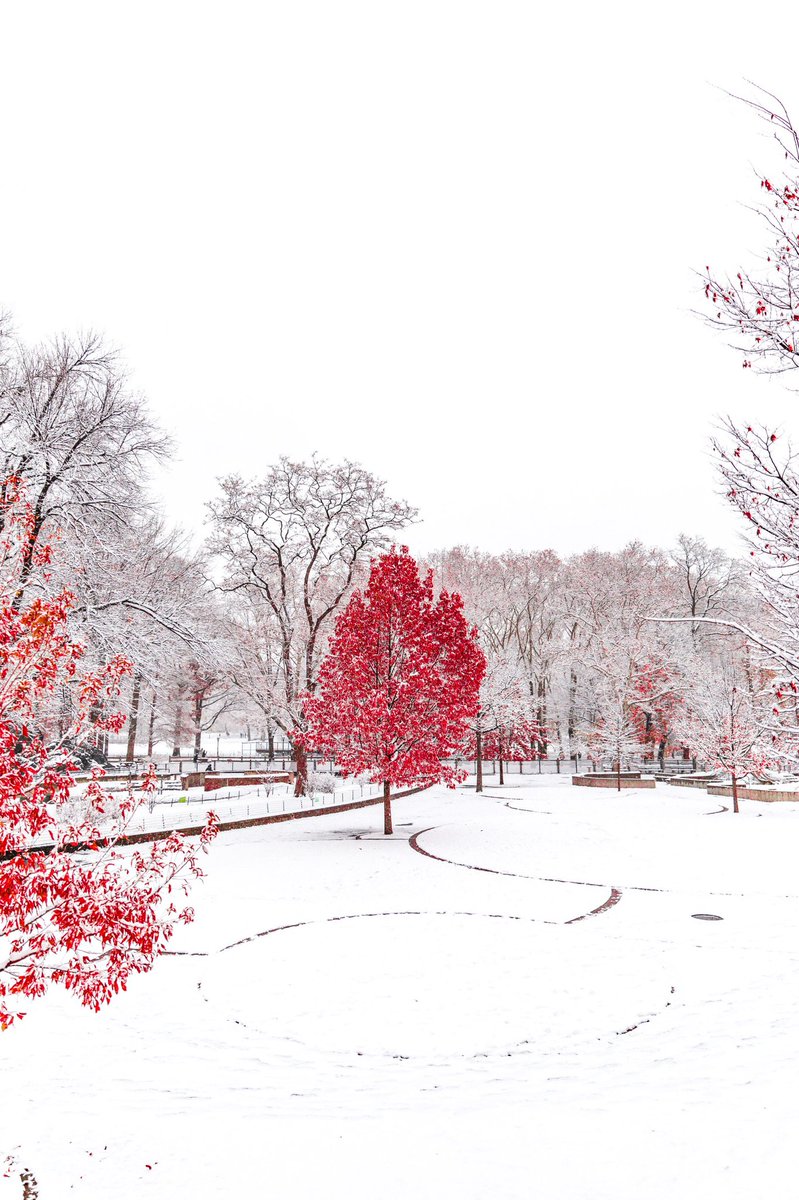 90Outbox's tweet photo. Winter ❄️ 
#Wallpapers #photo #photography #WinterBlues #tree https://t.co/DkxcMJnoPi