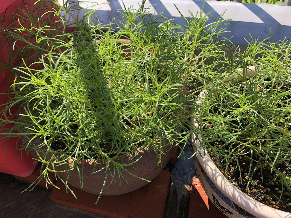 然とした 直立 の面では おかひじき 植木鉢 Chichibuno Soba Com 然とした 直立 の面では おかひじき 植木鉢 Chichibuno Soba Com